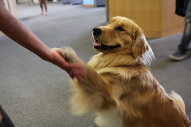 Furriends for Finals: SPCA Therapy Dogs are Visiting Gleeson!