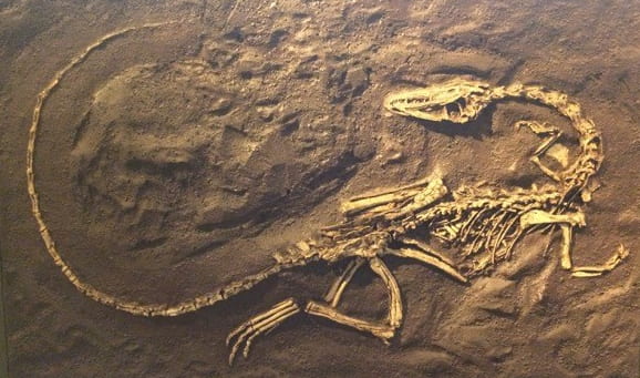 picture of fossilized dinosaur