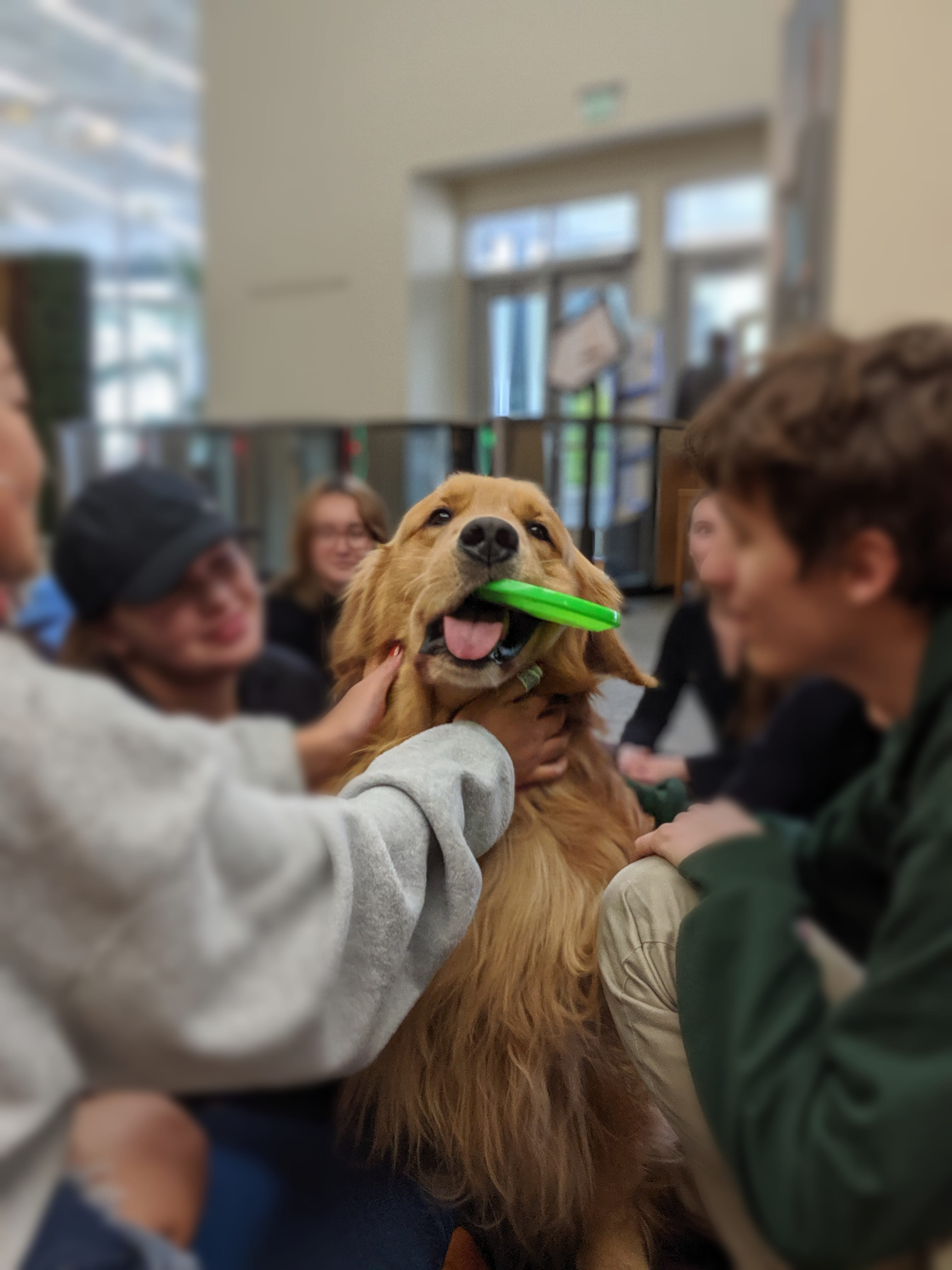 Brixton the Golden Retriever getting pets during Furriends for Midterms