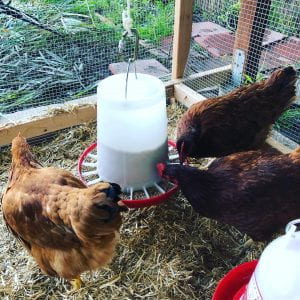 Chickens named after "The Golden Girls"