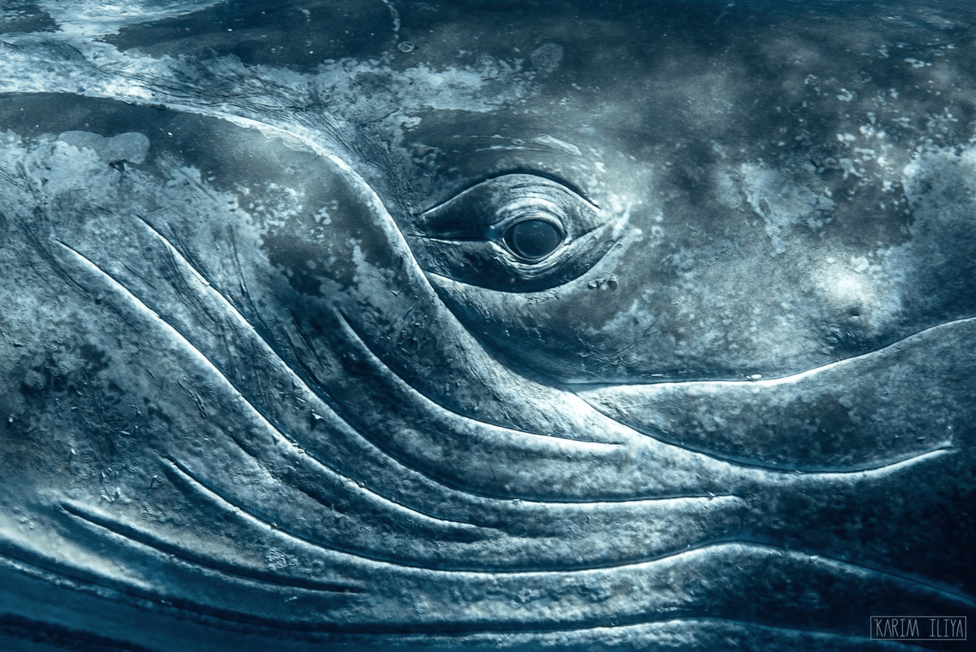 the eye of a whale