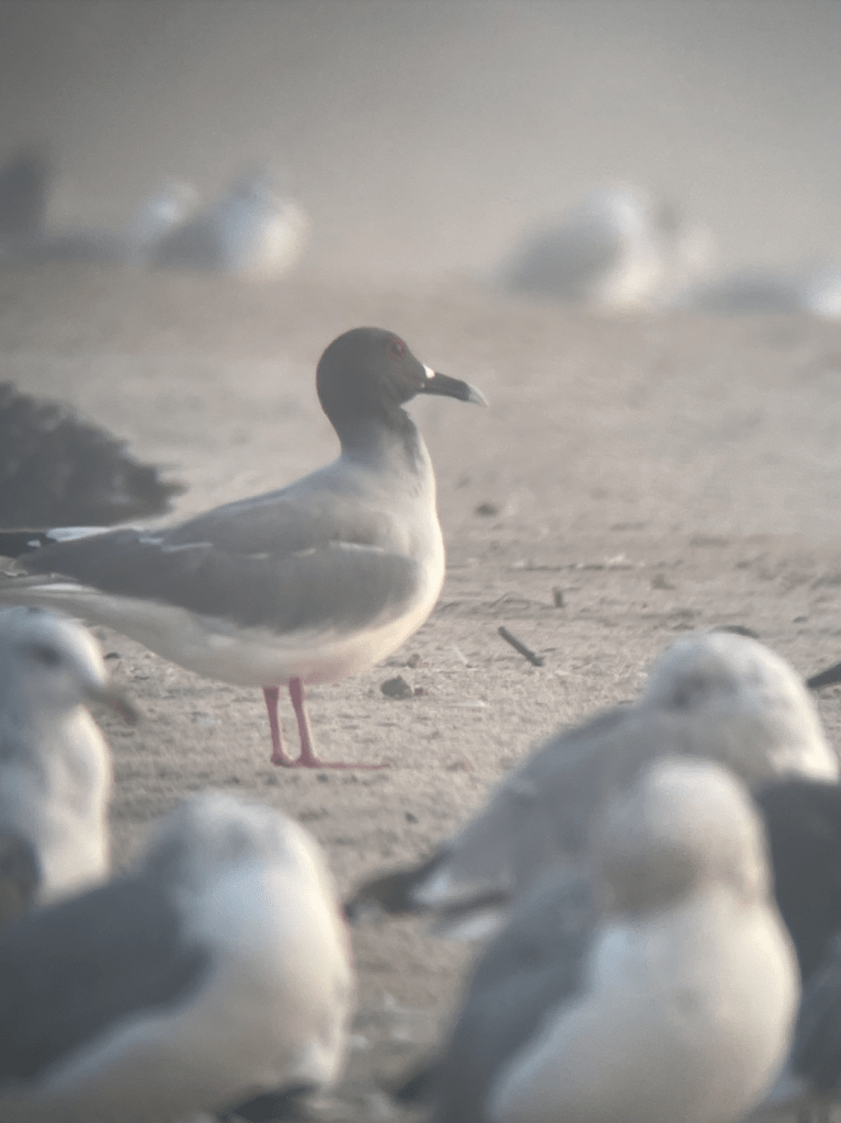 Photo of the Swallow-Tailed Gull, Spotted by Whitney Grover