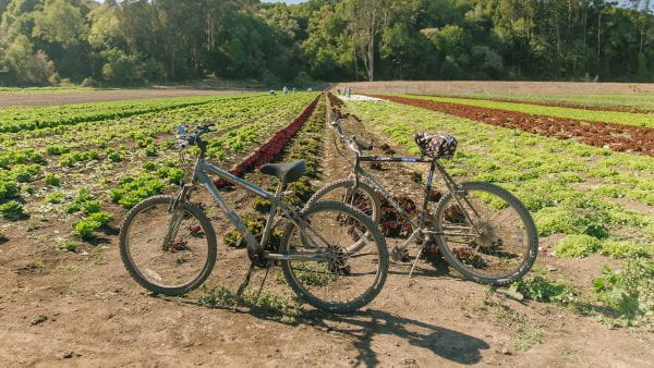 bicycles parked at Star Route Farms
