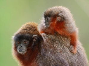 Red Titi Monkeys; a child on an adult's back