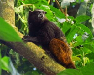 Brown Mantled Tamarin in a tree