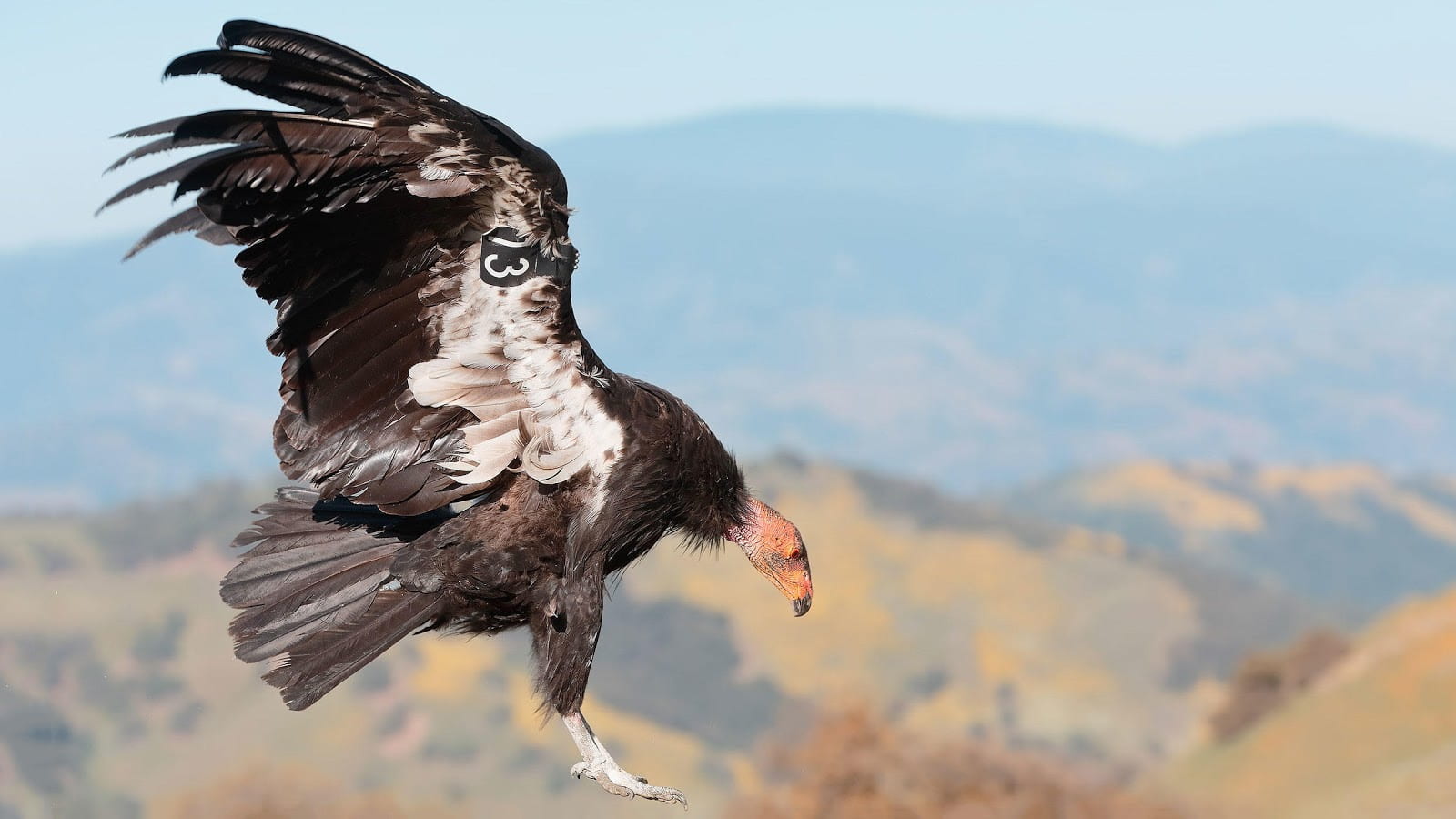 Adult California Condor photographed by Loi Nguyen.