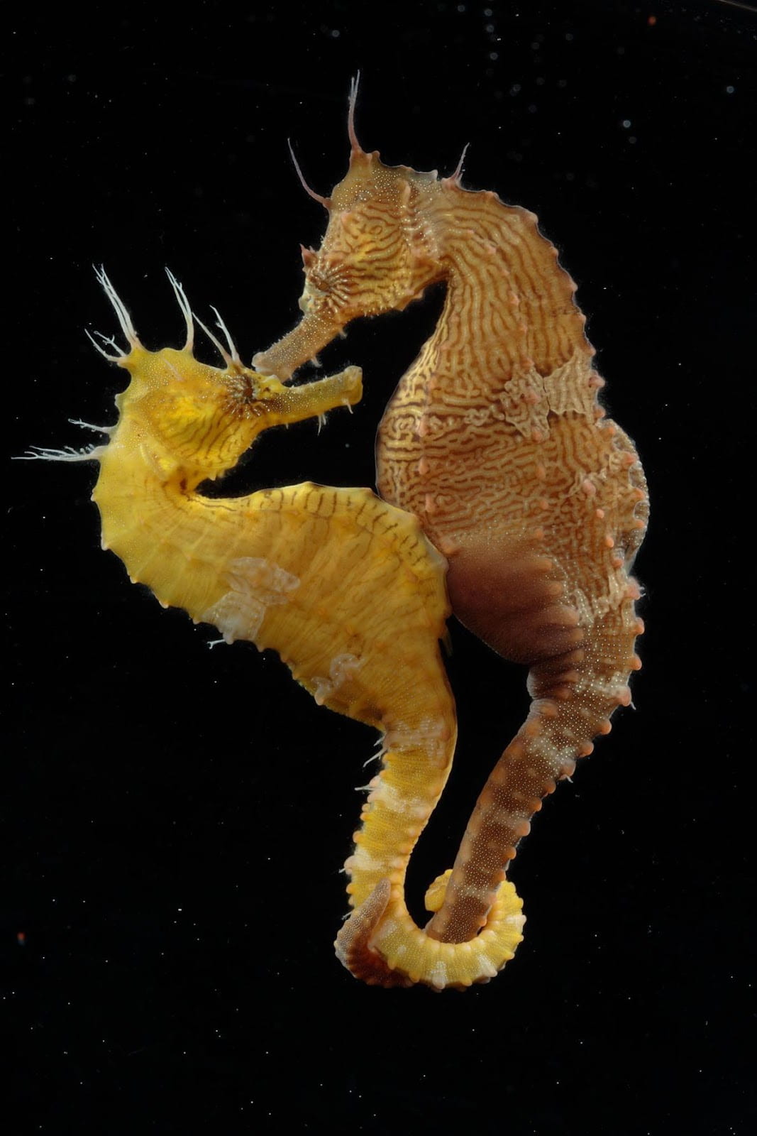Two seahorses with their tails wrapped around each other.