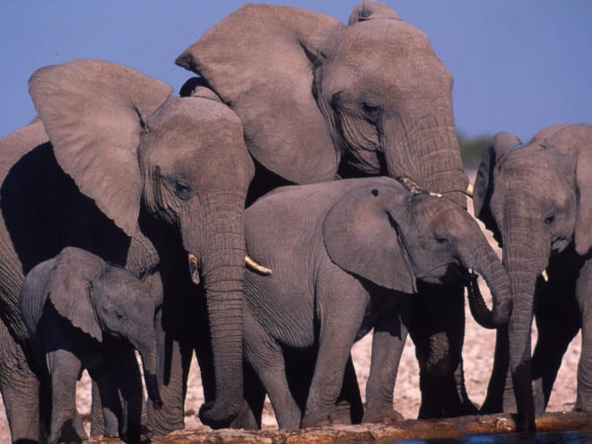 A group of African elephants.