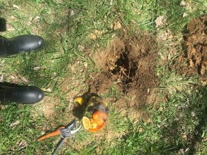 A hole dug into the ground for burying food scraps.
