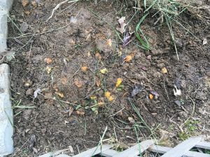 A dirt pile with small orange peels exposed.