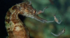 A close up of a seahorse eating mysis shrimp