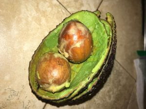 Avocado pits and avocado skin.