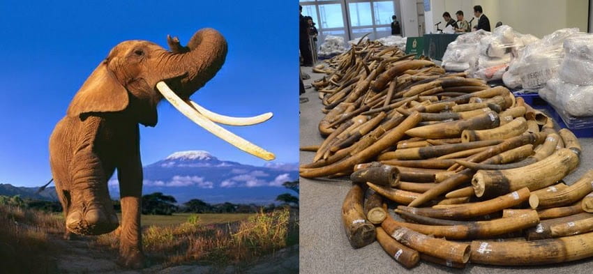 Elephant Poaching in South Africa | Office of Sustainability - Student Blog