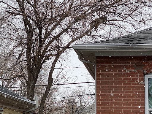 A mountain lion in a tree above someone's house.