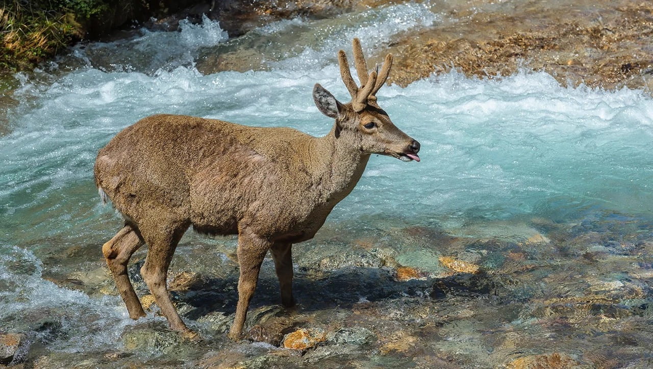 Andean huemul deer