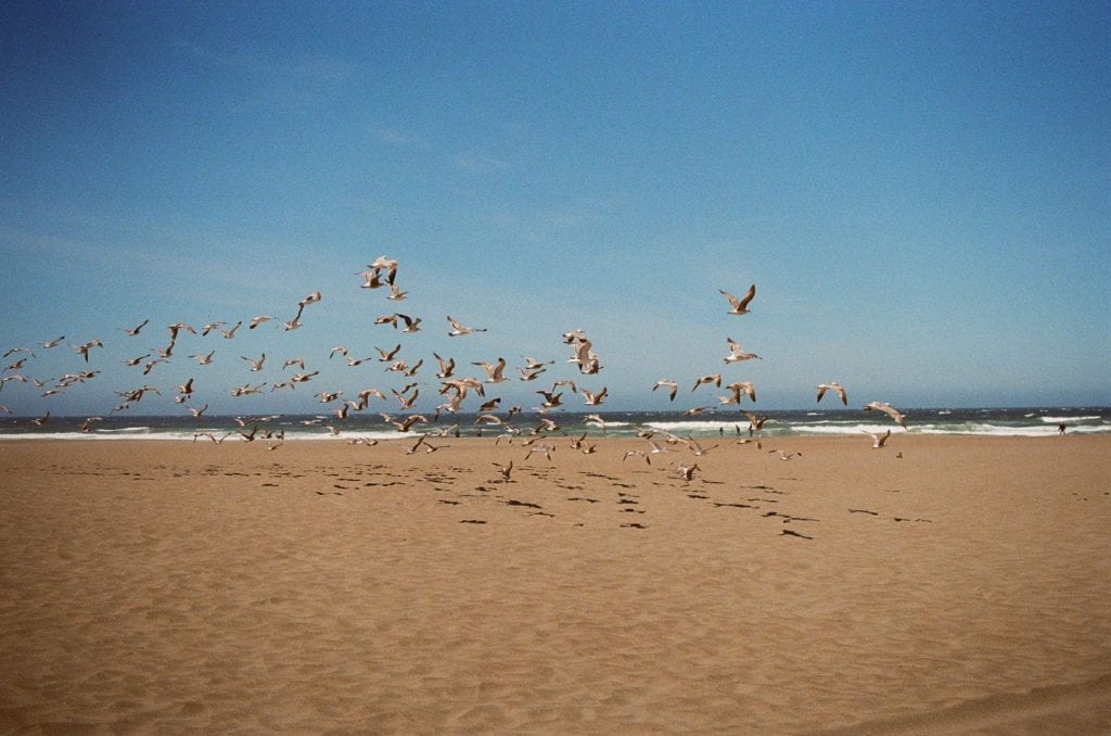 Seagulls in flight over Ocean Beach