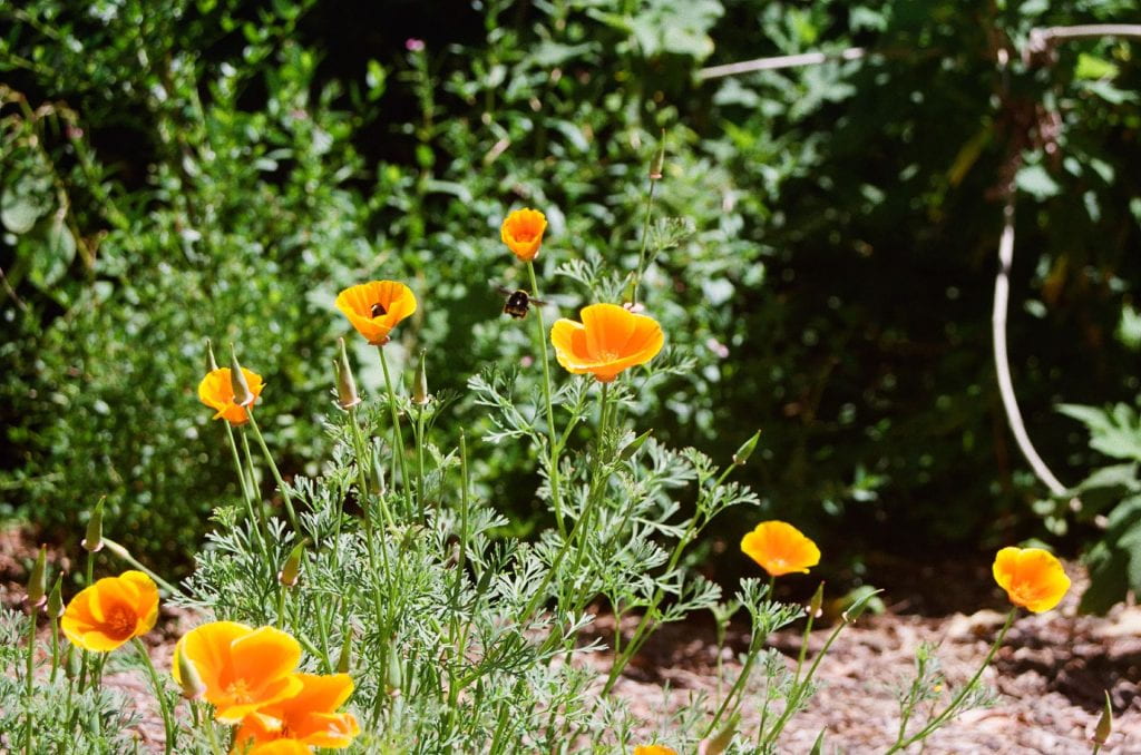 Closeup of California golden poppies.