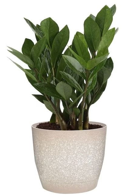 potted ZZ plant