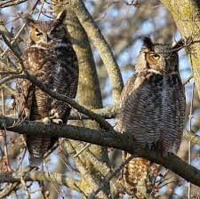 Two owls in a tree.
