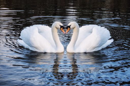 Two swans in a pond.