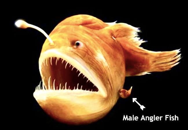 A fish with teeth opening its mouth.