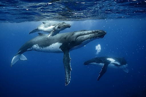 Pod of whales.