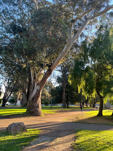 Trees in a park.
