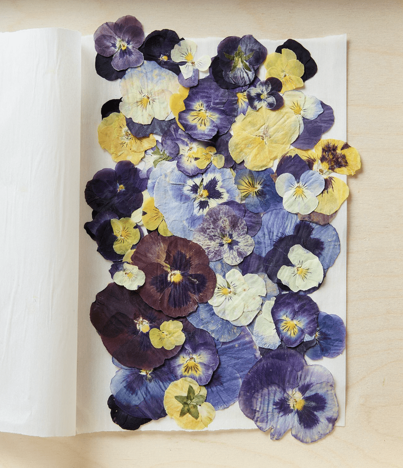 Dried flower petals on a paper towel.