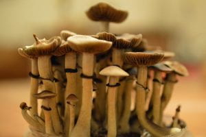 Miniature mushrooms in a cluster.