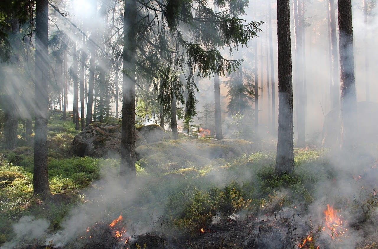 A forest with small fire in the brush.
