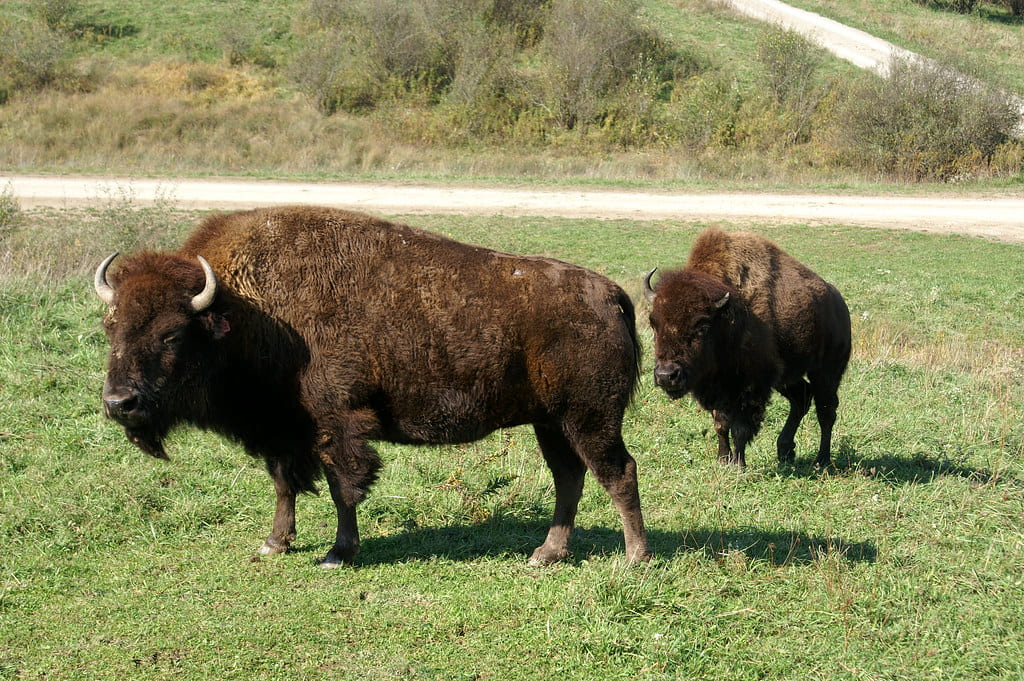 Two bison standing.