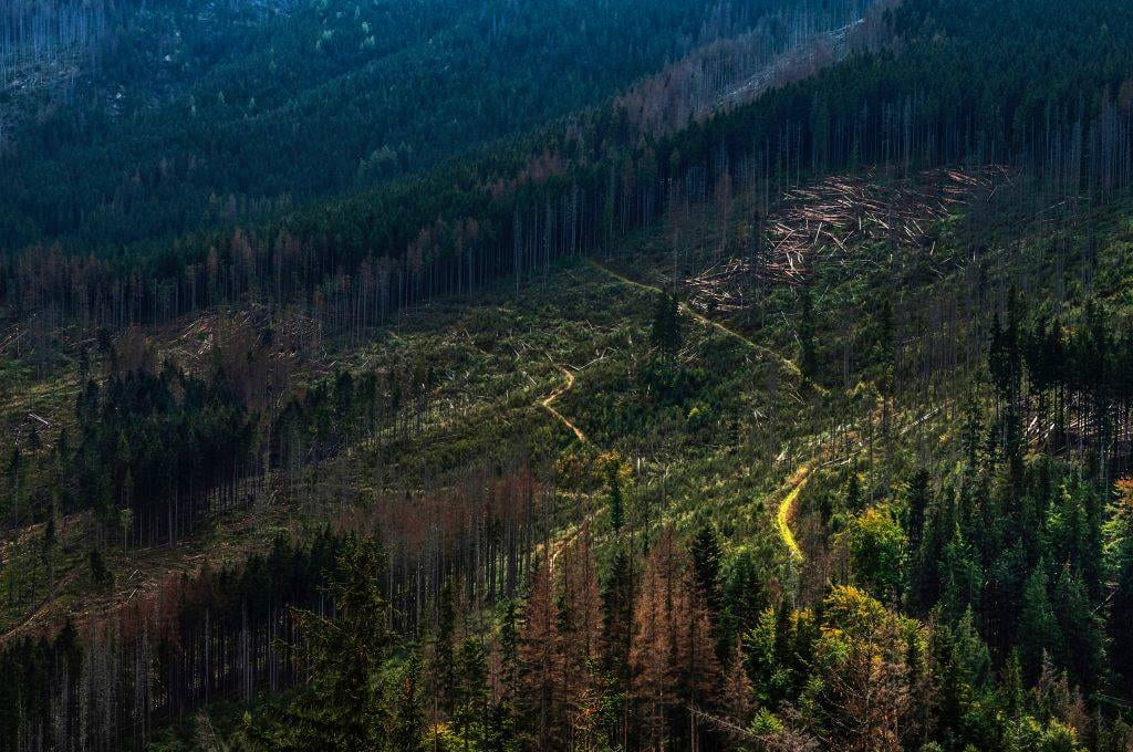 Trees in a forest cleared by deforestation